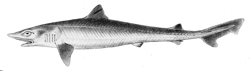 psohlav obecný (Galeorhinus galeus)