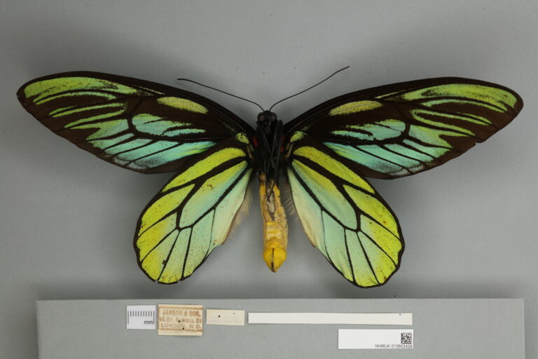 ptakokřídlec Alexandřin (Ornithoptera alexandrae)