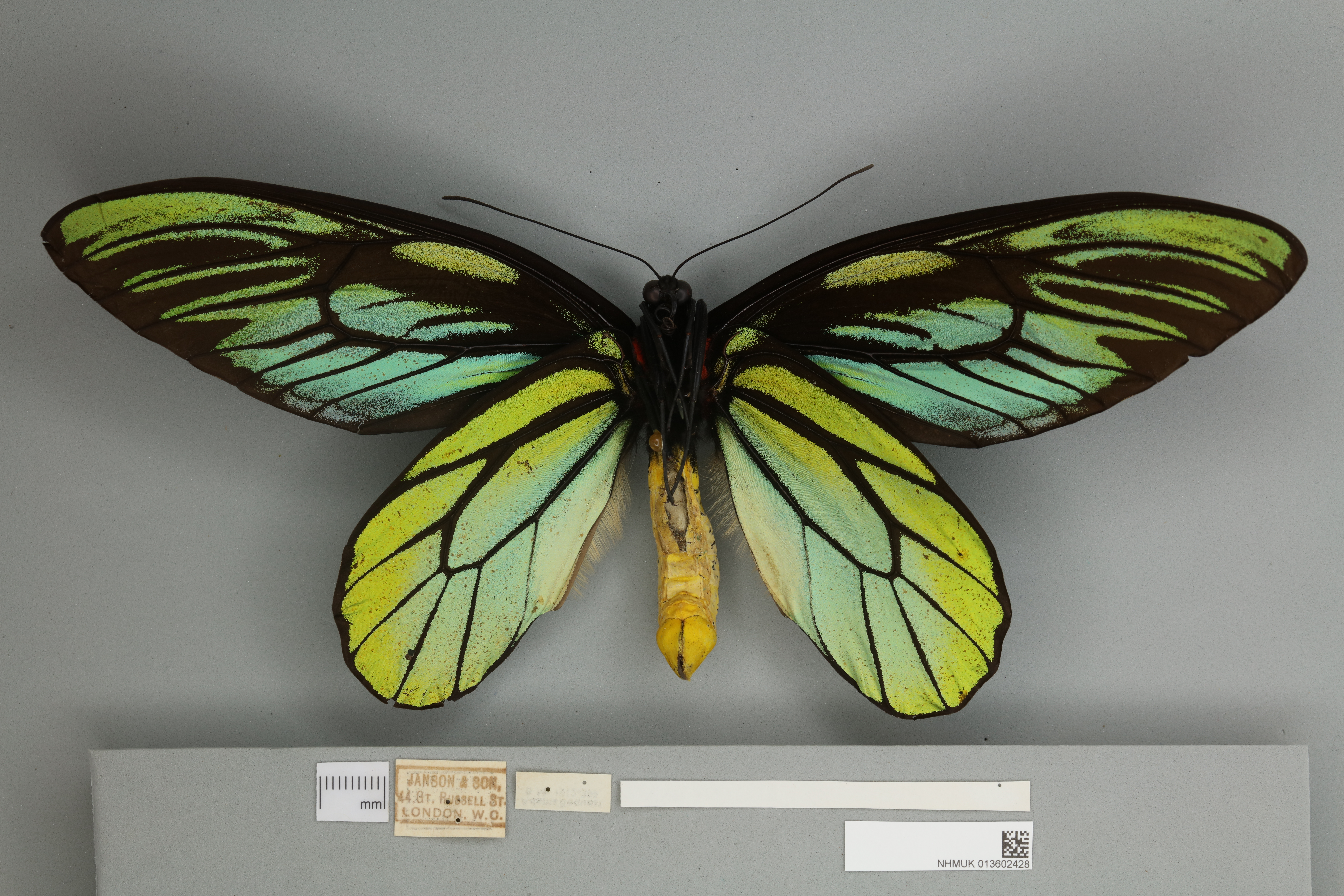 ptakokřídlec Alexandřin (Ornithoptera alexandrae)