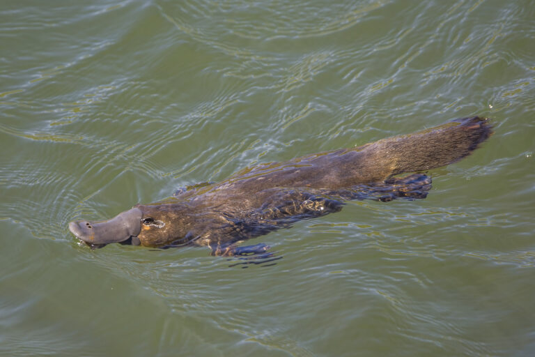 ptakopysk podivný (Ornithorhynchus anatinus)