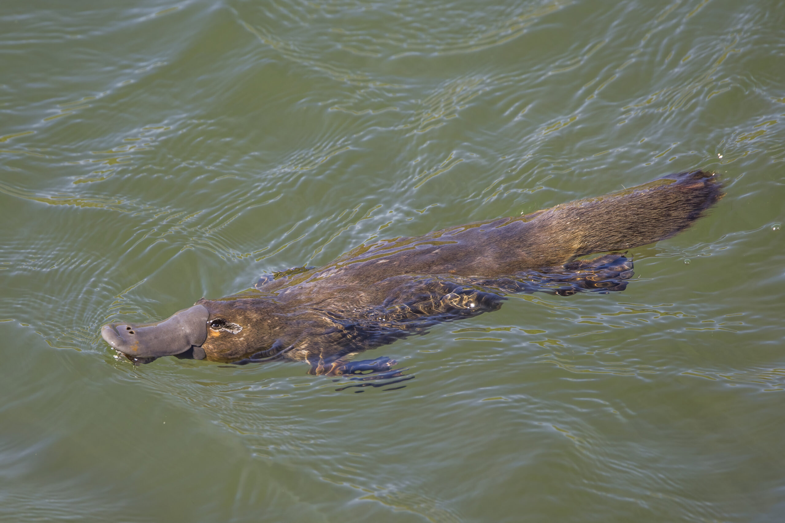 ptakopysk podivný (Ornithorhynchus anatinus)