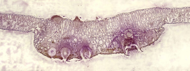 Puccinia graminis