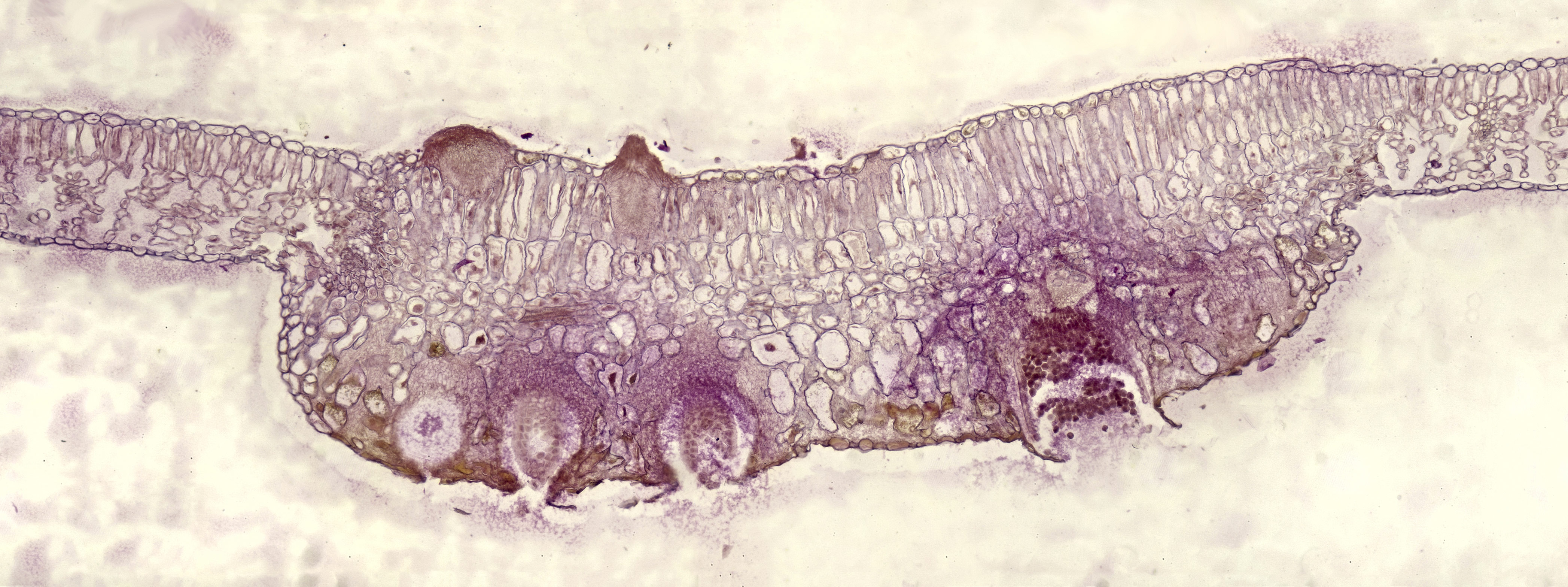Puccinia graminis