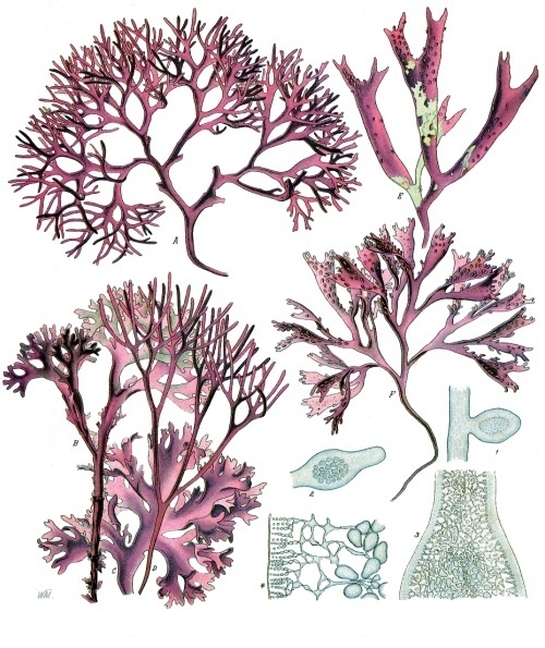 Puchratka kadeřavá (Chondrus crispus)