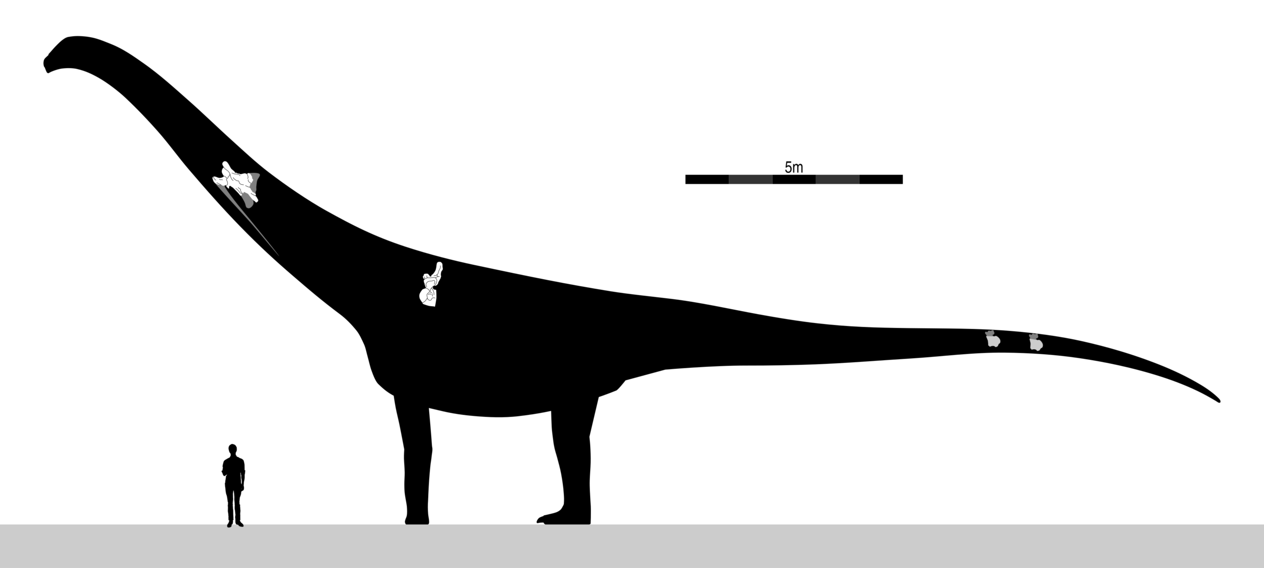 Puertasaurus