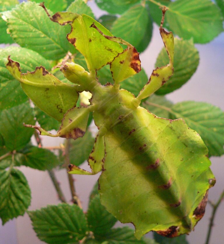 Pulchriphyllium bioculatum (Phyllium bioculatum)