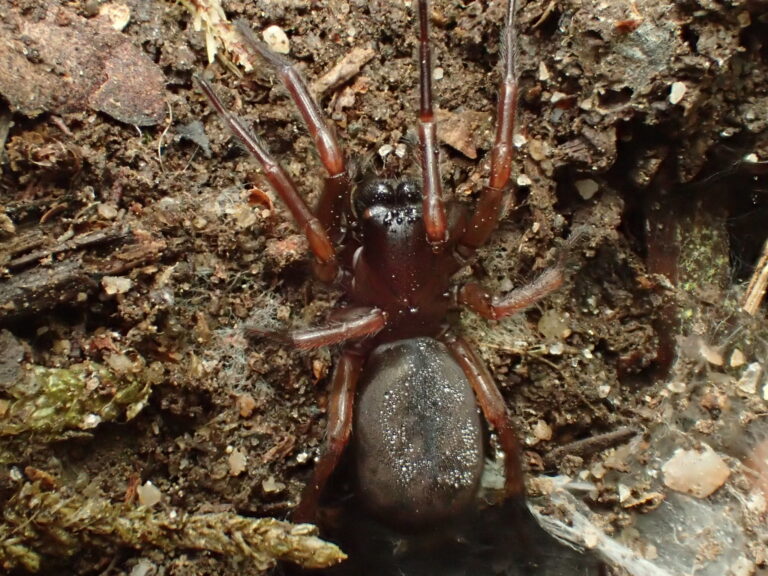 punčoškář horský (Coelotes atropos)