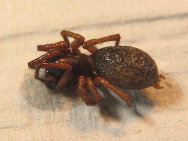 Punčoškář lesní (Inermocoelotes inermis)