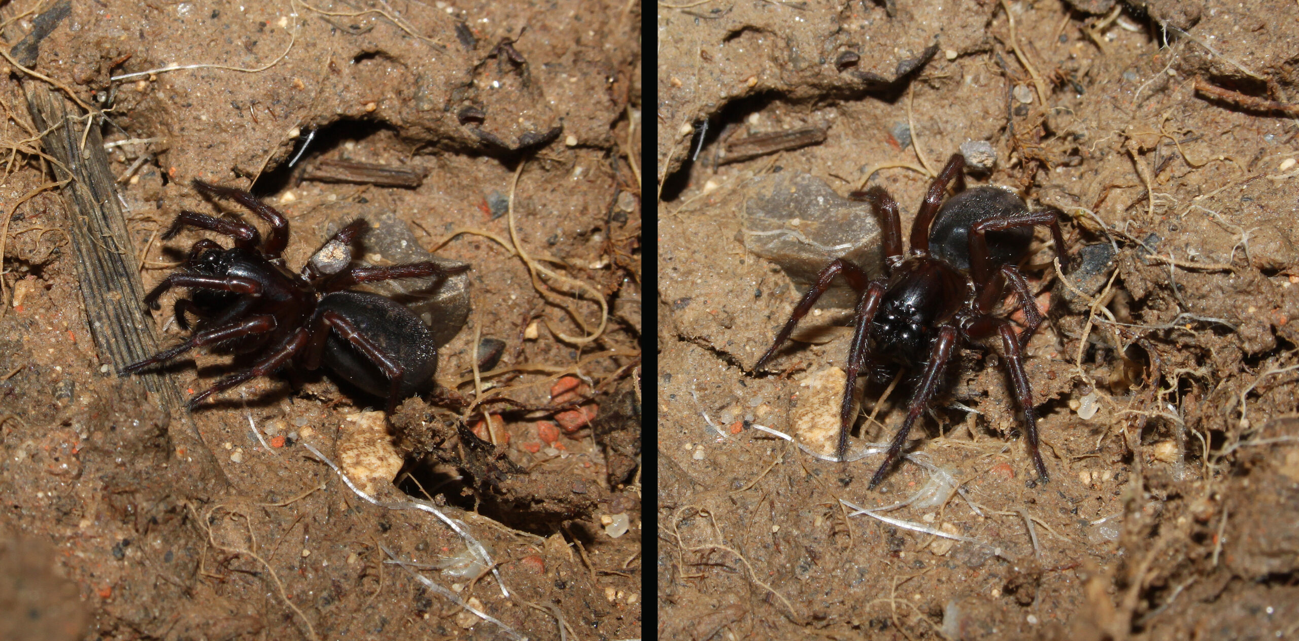 punčoškář zemní (Coelotes terrestris)