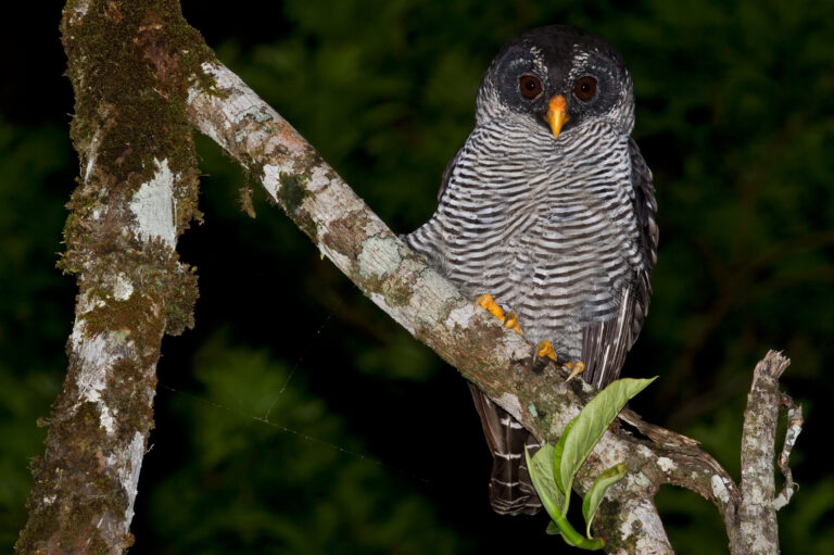 puštík černobílý (Strix nigrolineata)