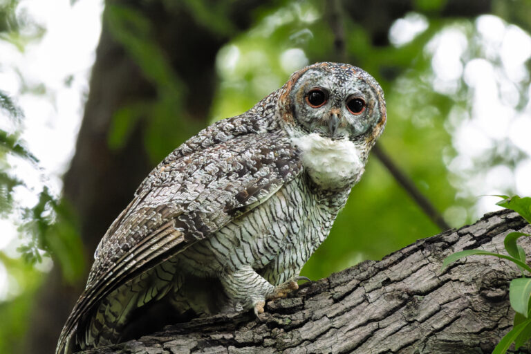 puštík skvrnitý (Strix ocellata)