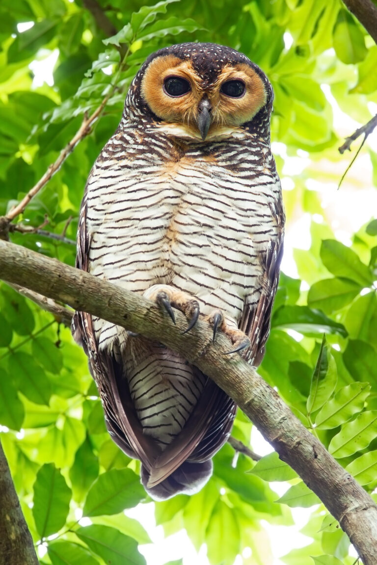 puštík tečkovaný (Strix seloputo)
