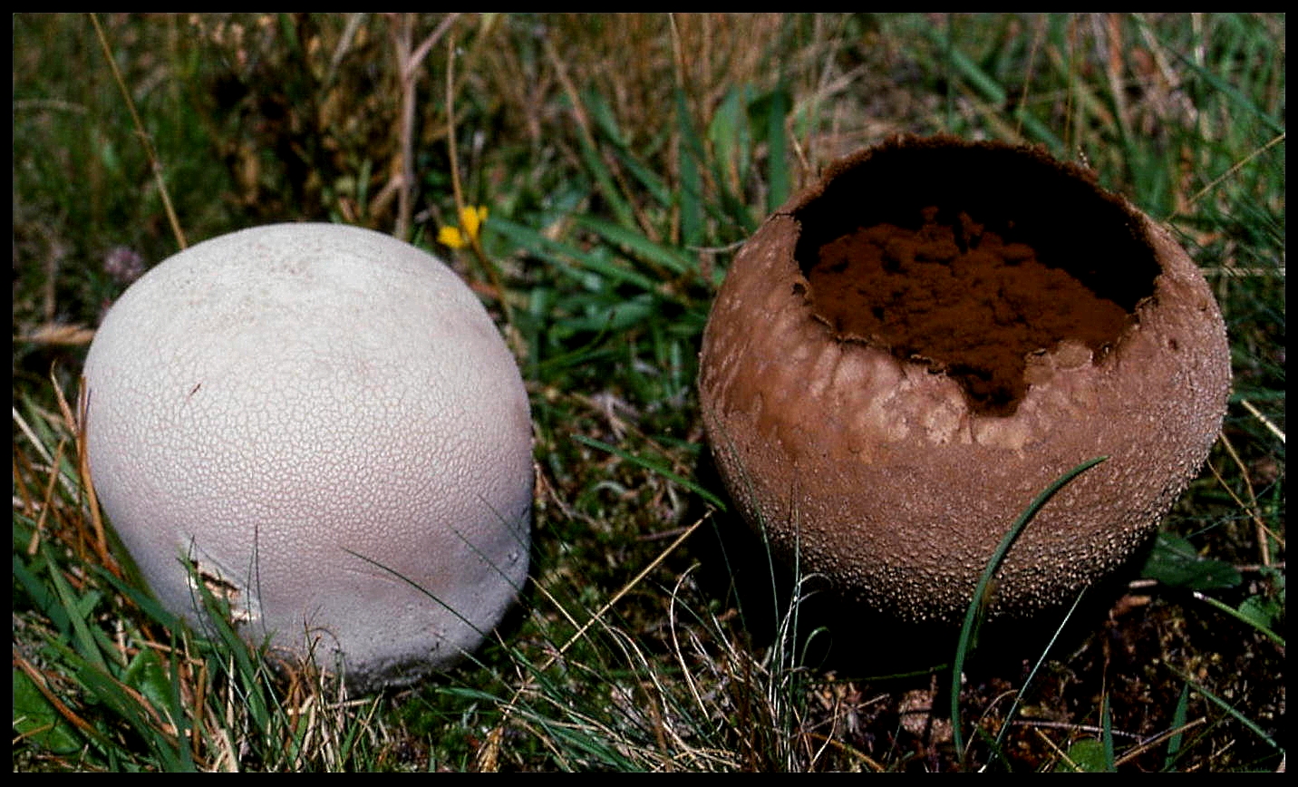 pýchavka dlabaná (Bovistella utriformis)