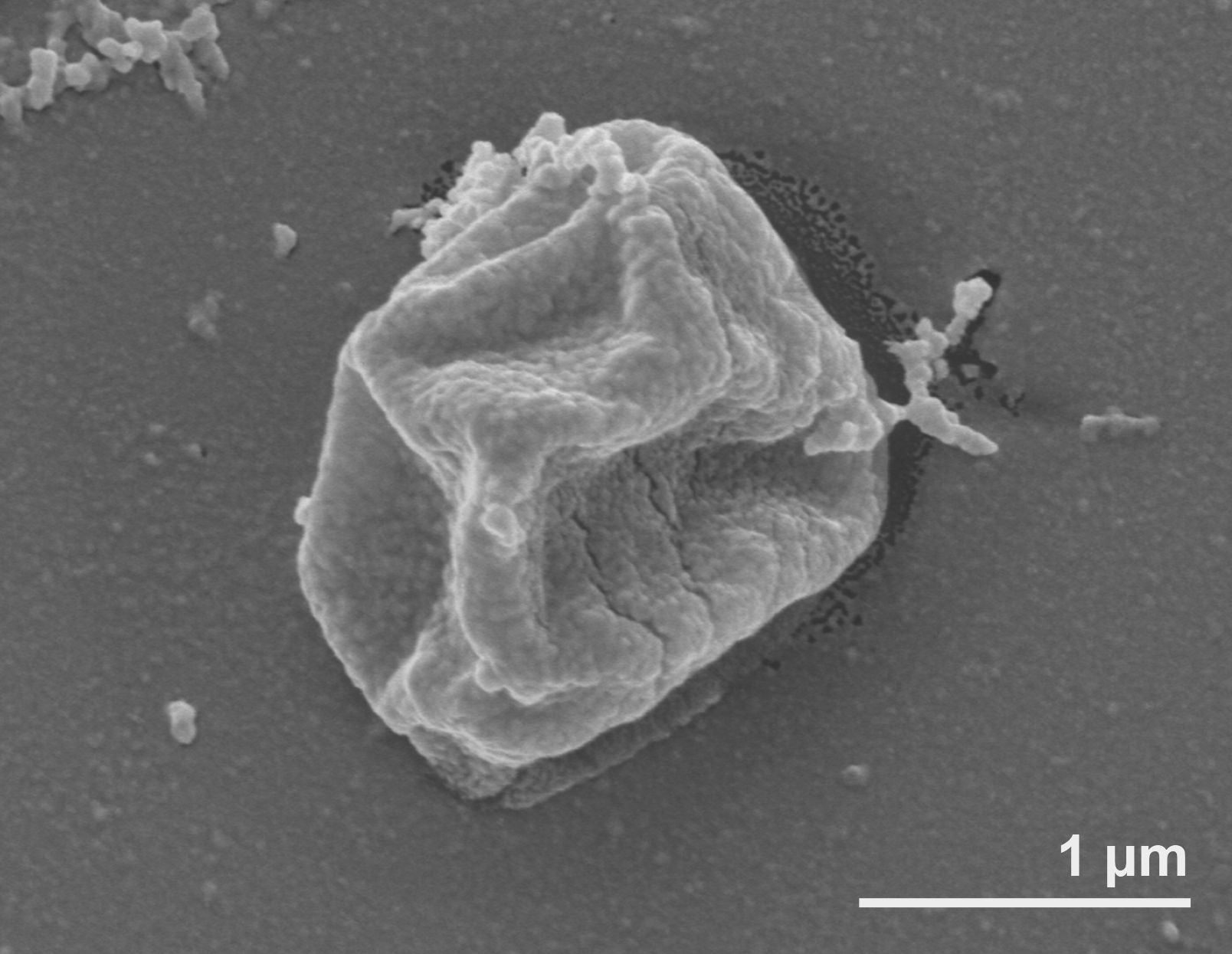 Pyrolobus fumarii