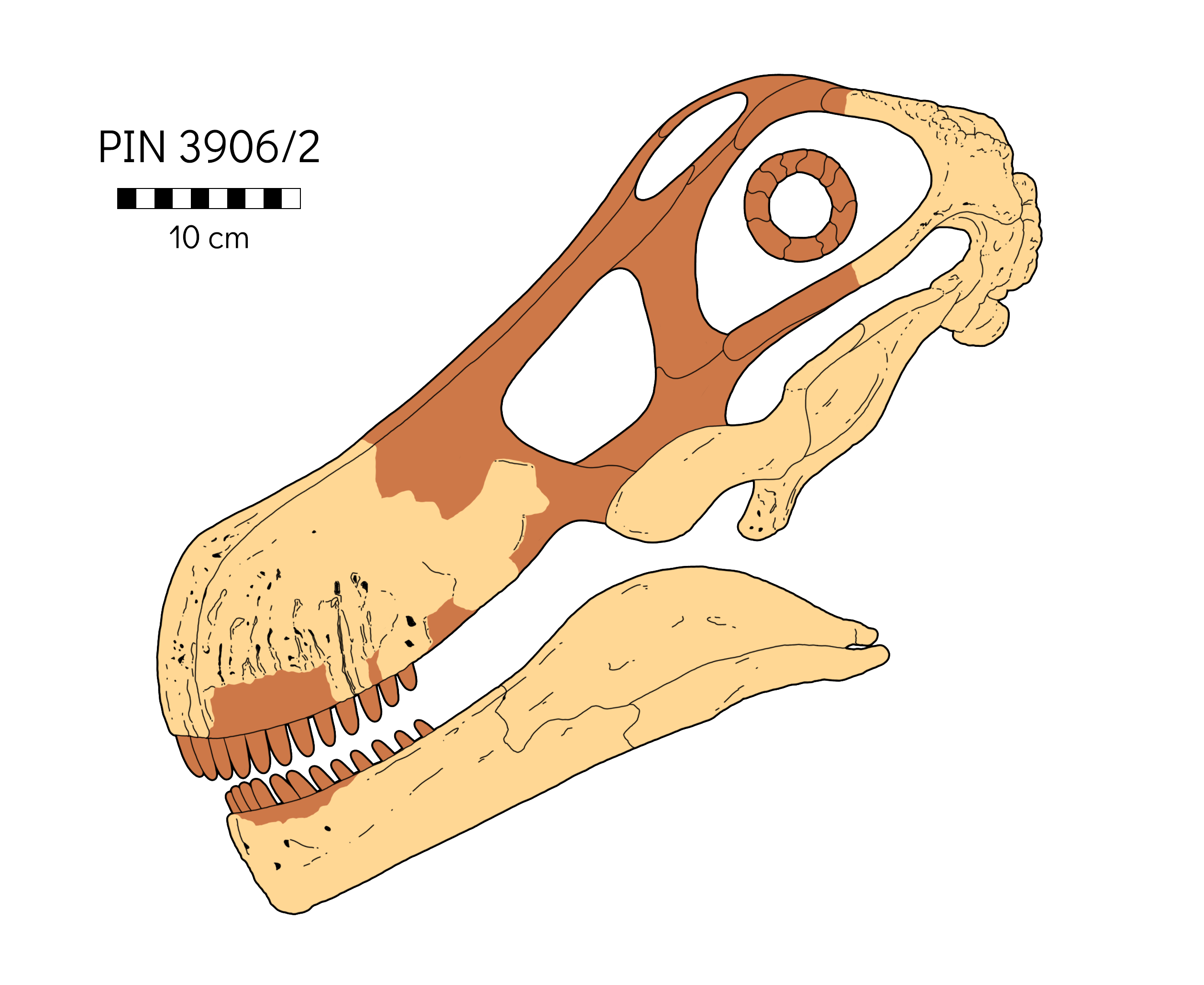 Quaesitosaurus