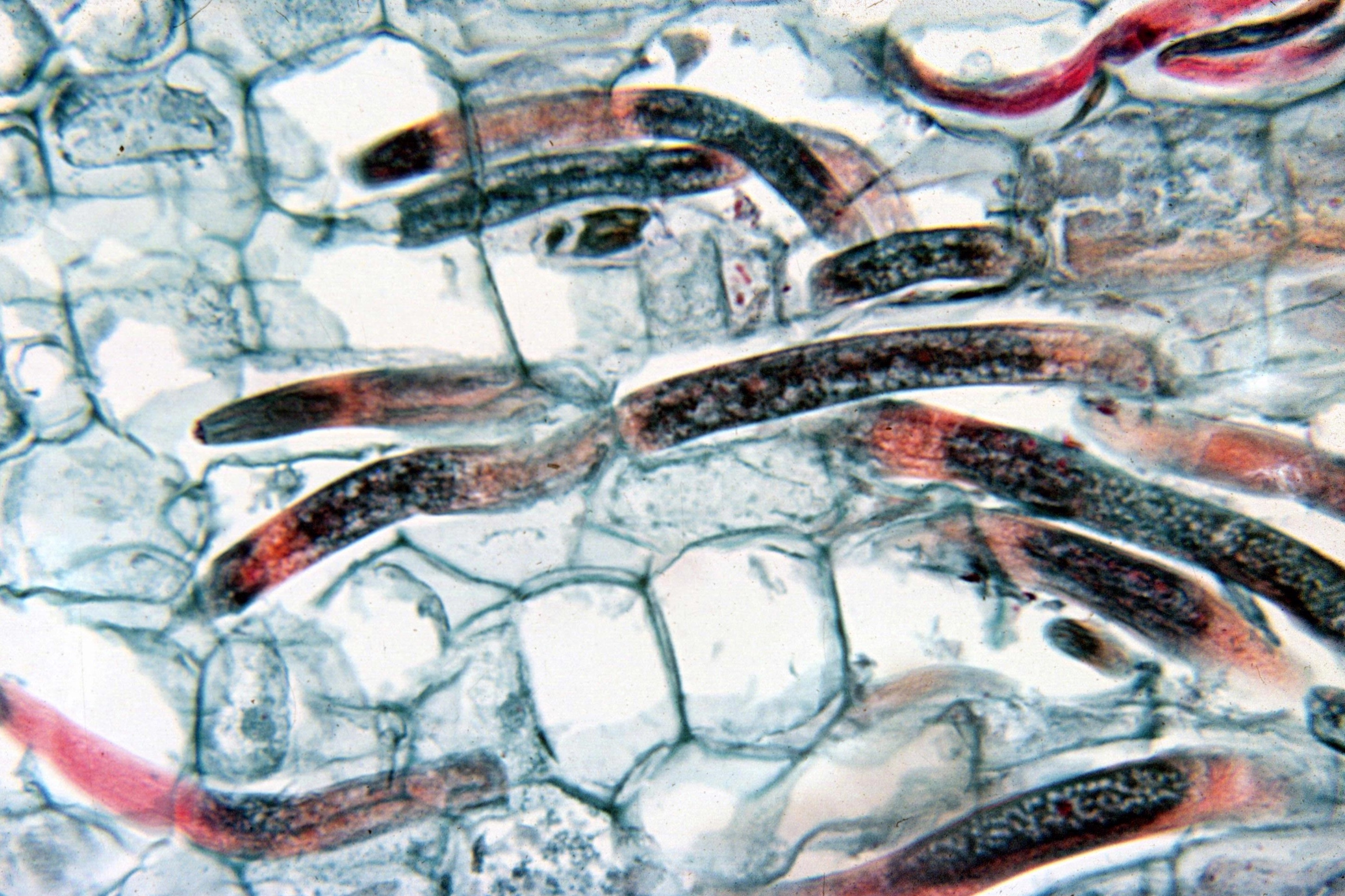 Radopholus similis