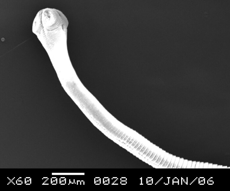 Raillietina tetragona