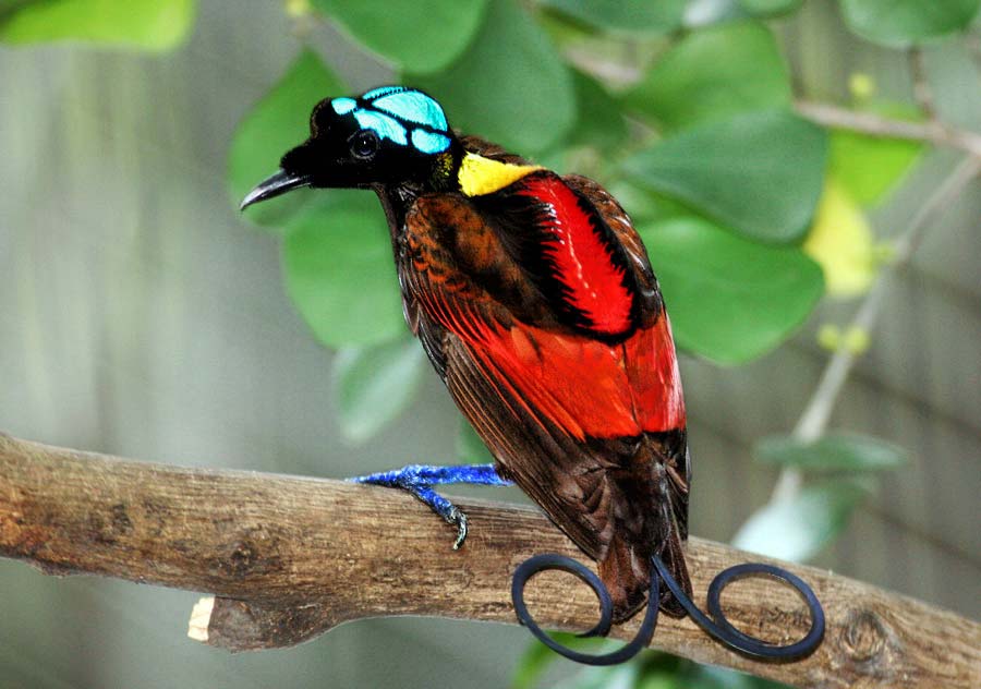rajka holohlavá (Diphyllodes respublica)