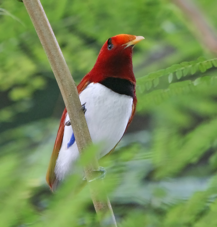 rajka královská (Cicinnurus regius)