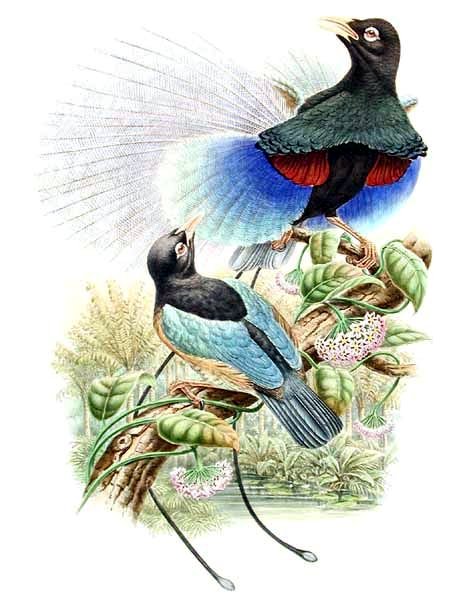 rajka modrokřídlá (Paradisaea rudolphi)