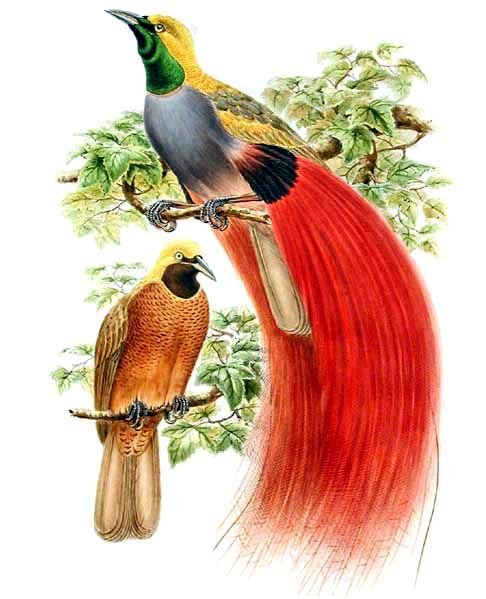 rajka ozdobná (Paradisaea decora)