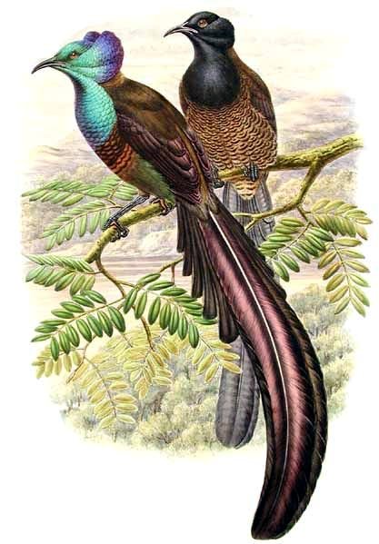 rajka princeznina (Astrapia stephaniae)