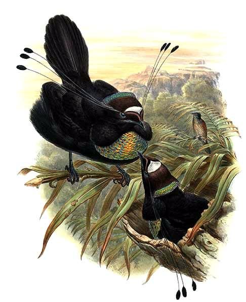rajka šestiperá (Parotia sefilata)