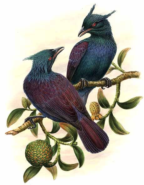rajka trubač (Phonygammus keraudrenii)