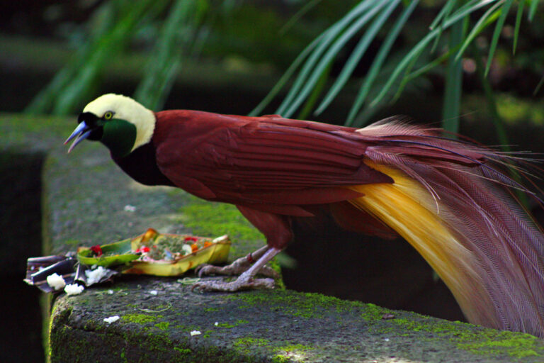 rajka velká (Paradisaea apoda)