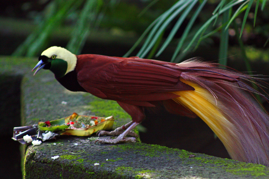 rajka velká (Paradisaea apoda)