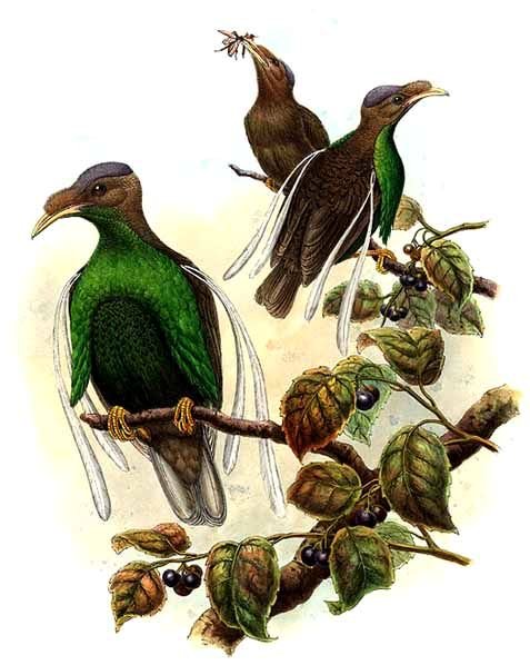 rajka vlajková (Semioptera wallacii)