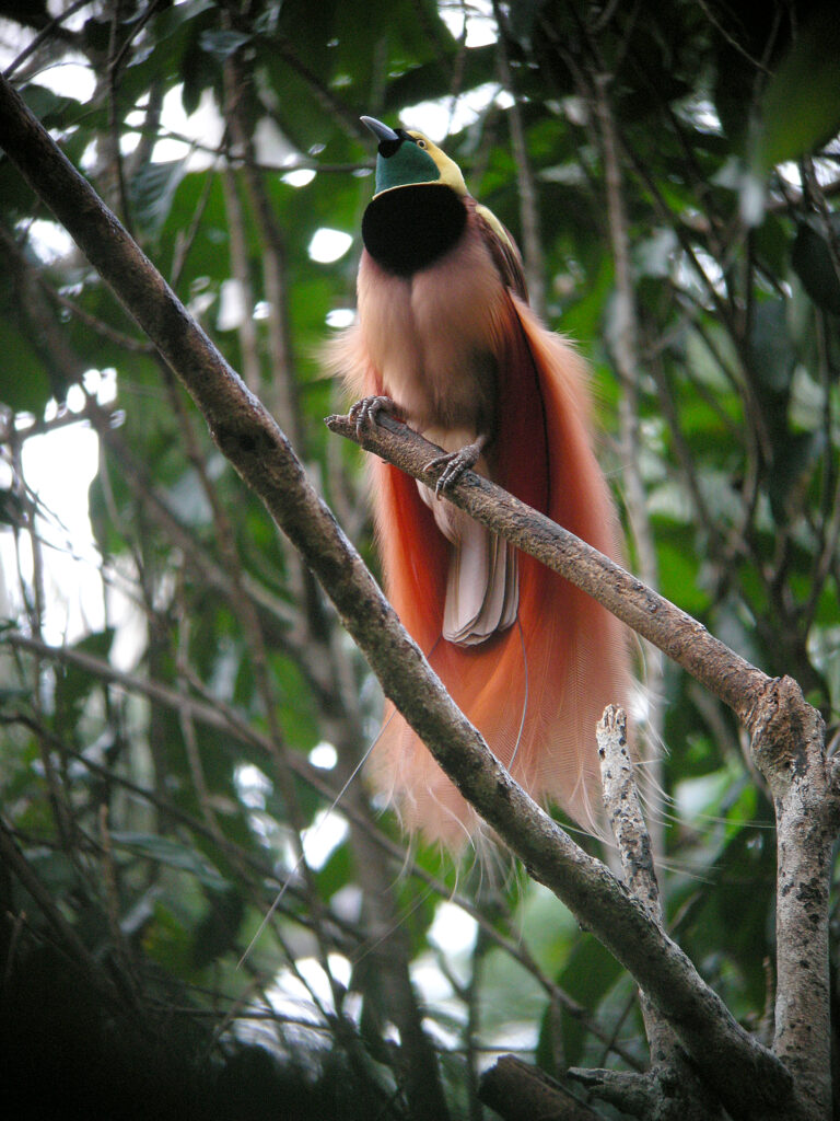 rajka volavá (Paradisaea raggiana)