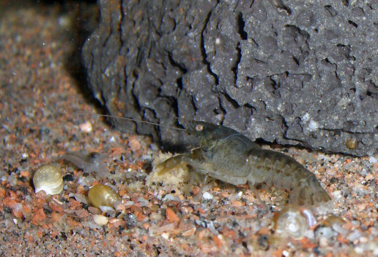 rak mexický rak mexický (Cambarellus patzcuarensis)