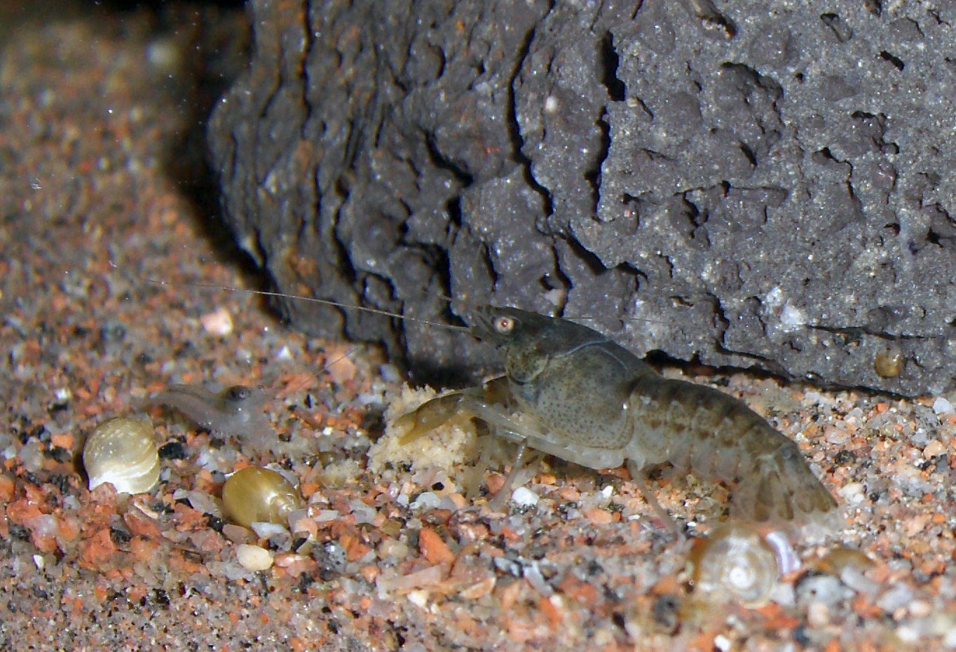 rak mexický (Cambarellus patzcuarensis)