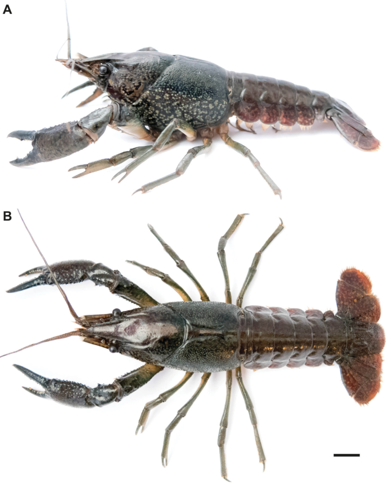 Rak mramorovaný Rak mramorovaný (Procambarus virginalis)