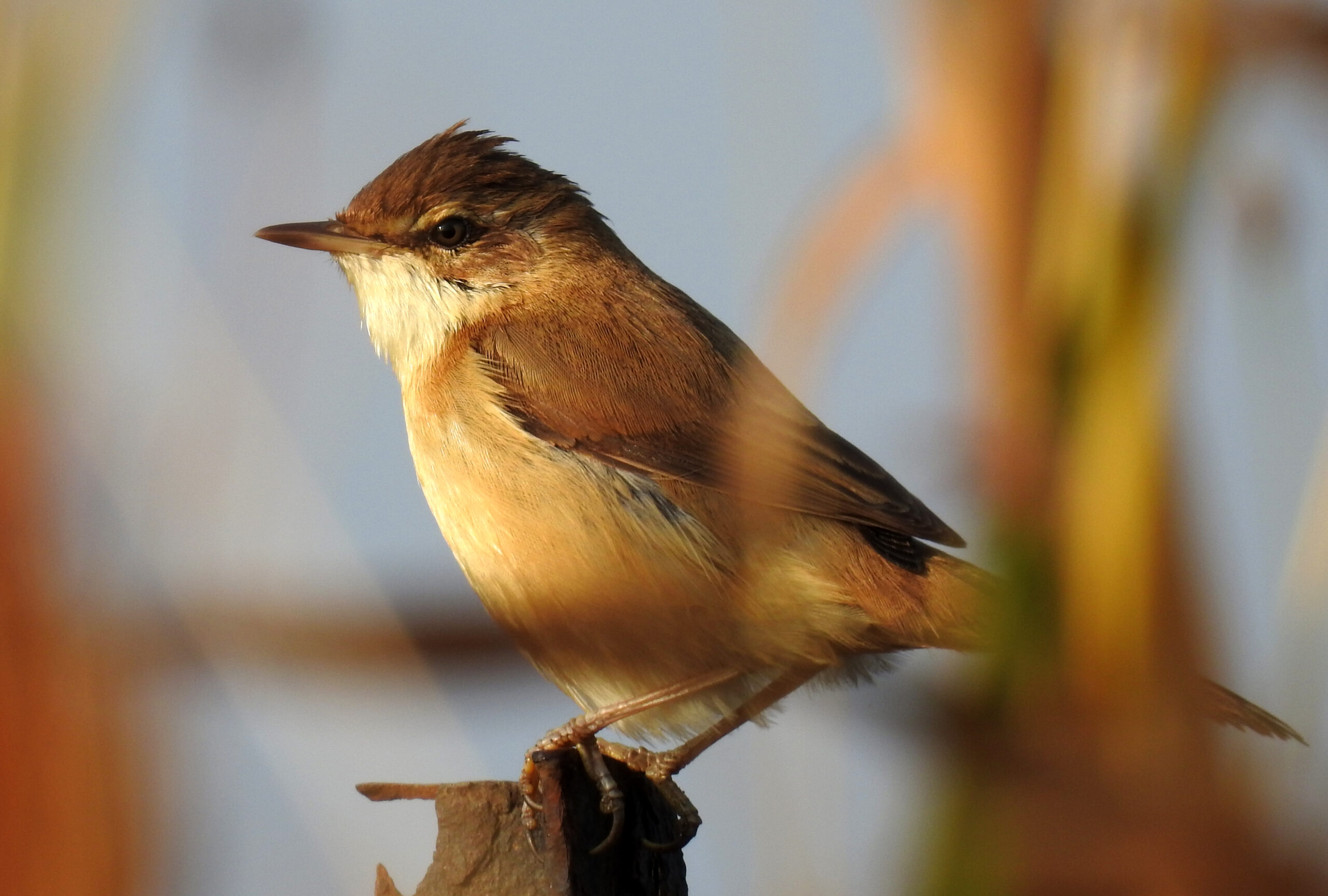 rákosník plavý (Acrocephalus agricola)