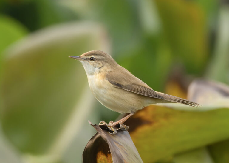 rákosník pokřovní (Acrocephalus dumetorum)