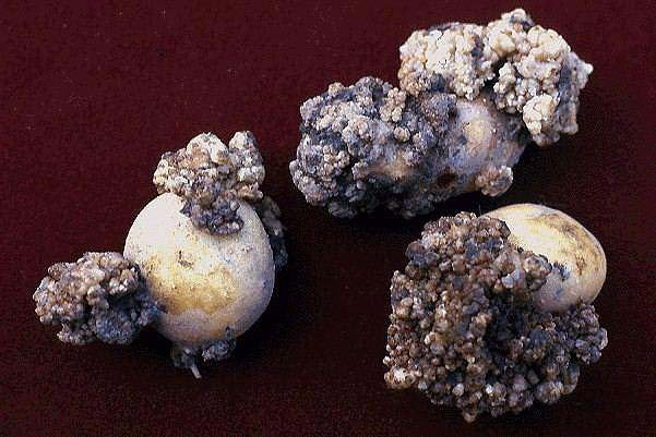 rakovinec bramborový (Synchytrium endobioticum)