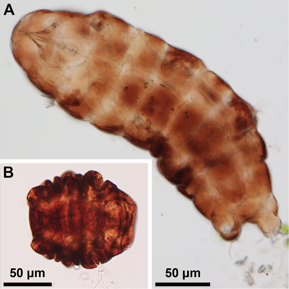 Ramazzottius varieornatus