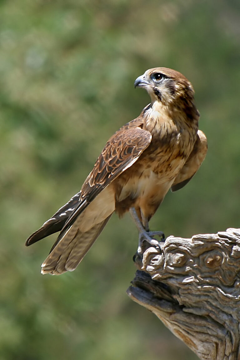 raroh proměnlivý (Falco berigora)