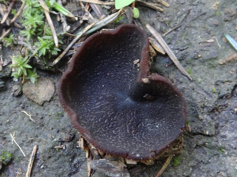 řasnatka modromléčná (Peziza saniosa)