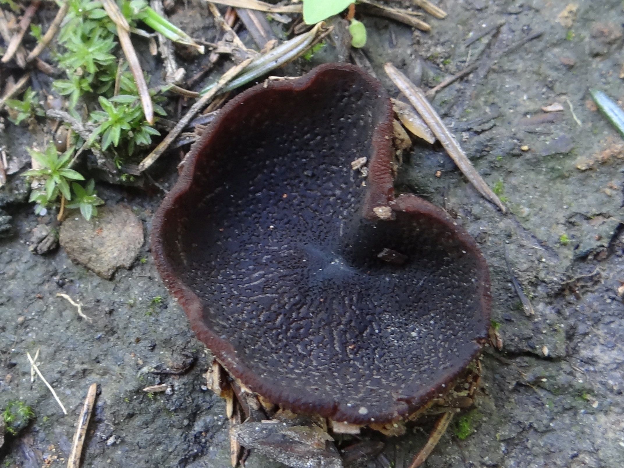 řasnatka modromléčná (Peziza saniosa)