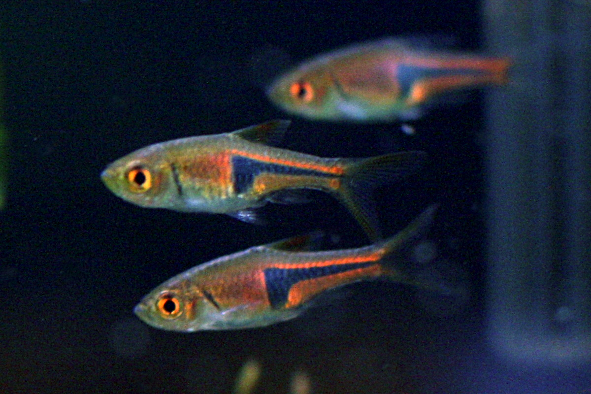 razbora Espeho (Trigonostigma espei)