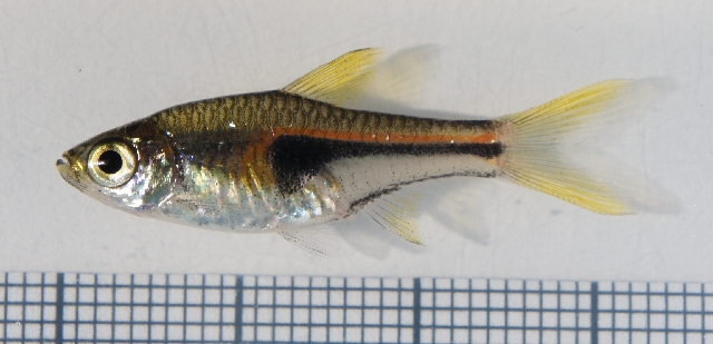 razbora Hengelova razbora Hengelova (Trigonostigma hengeli)