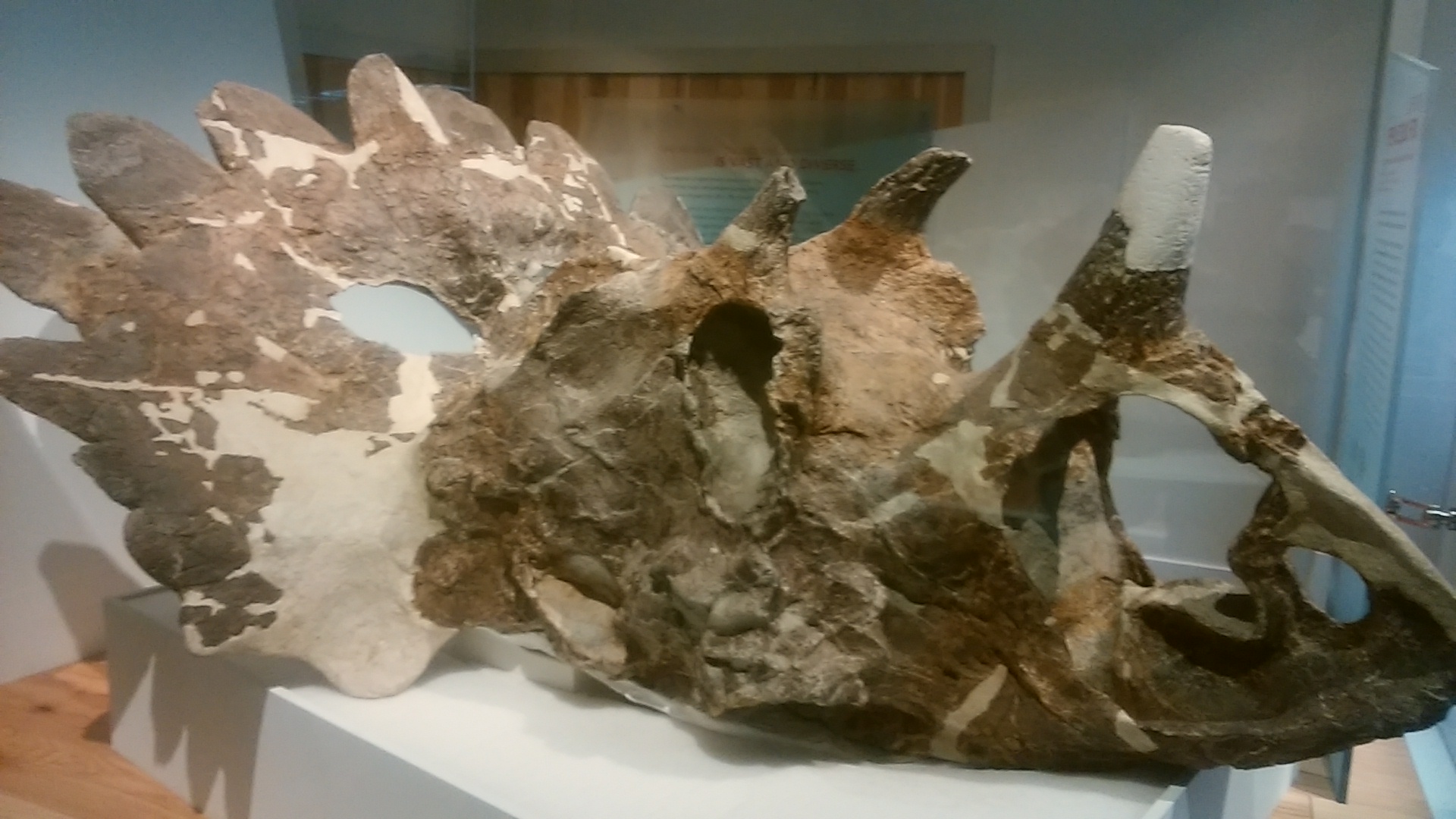 Regaliceratops