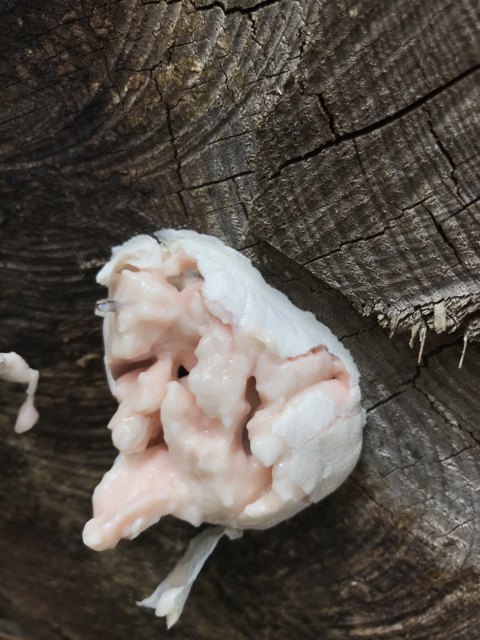 Reticularia lycoperdon