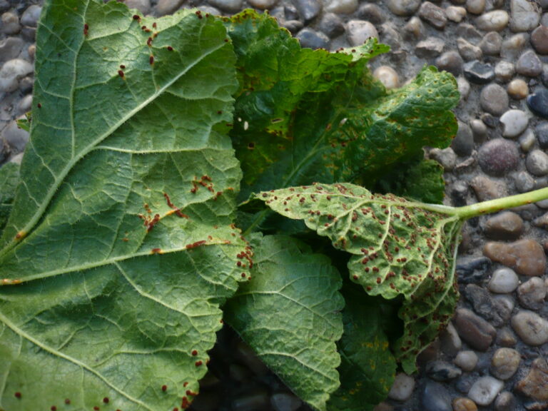 rez slézová (Puccinia malvacearum)