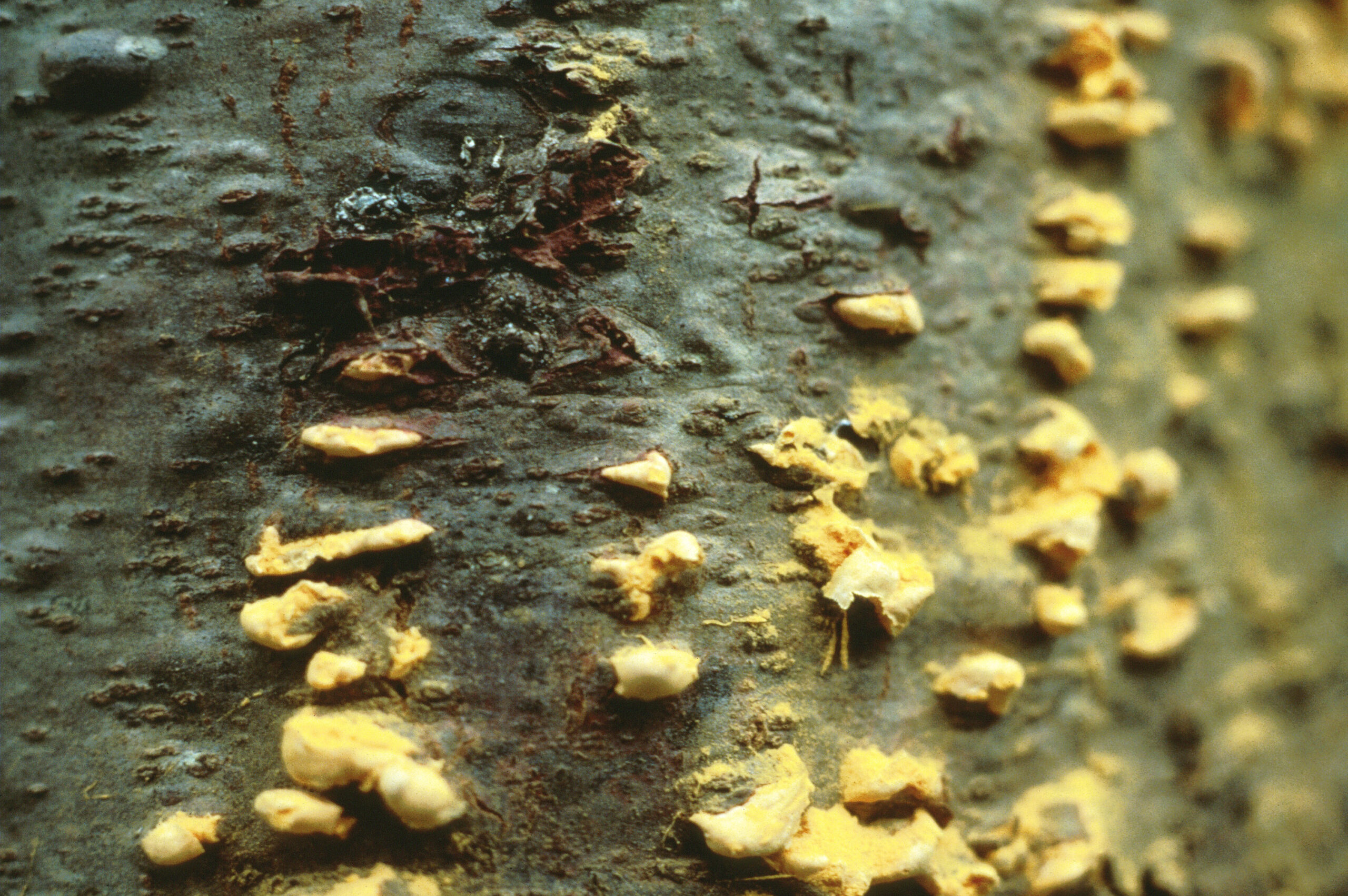 rez vejmutovková (Cronartium ribicola)