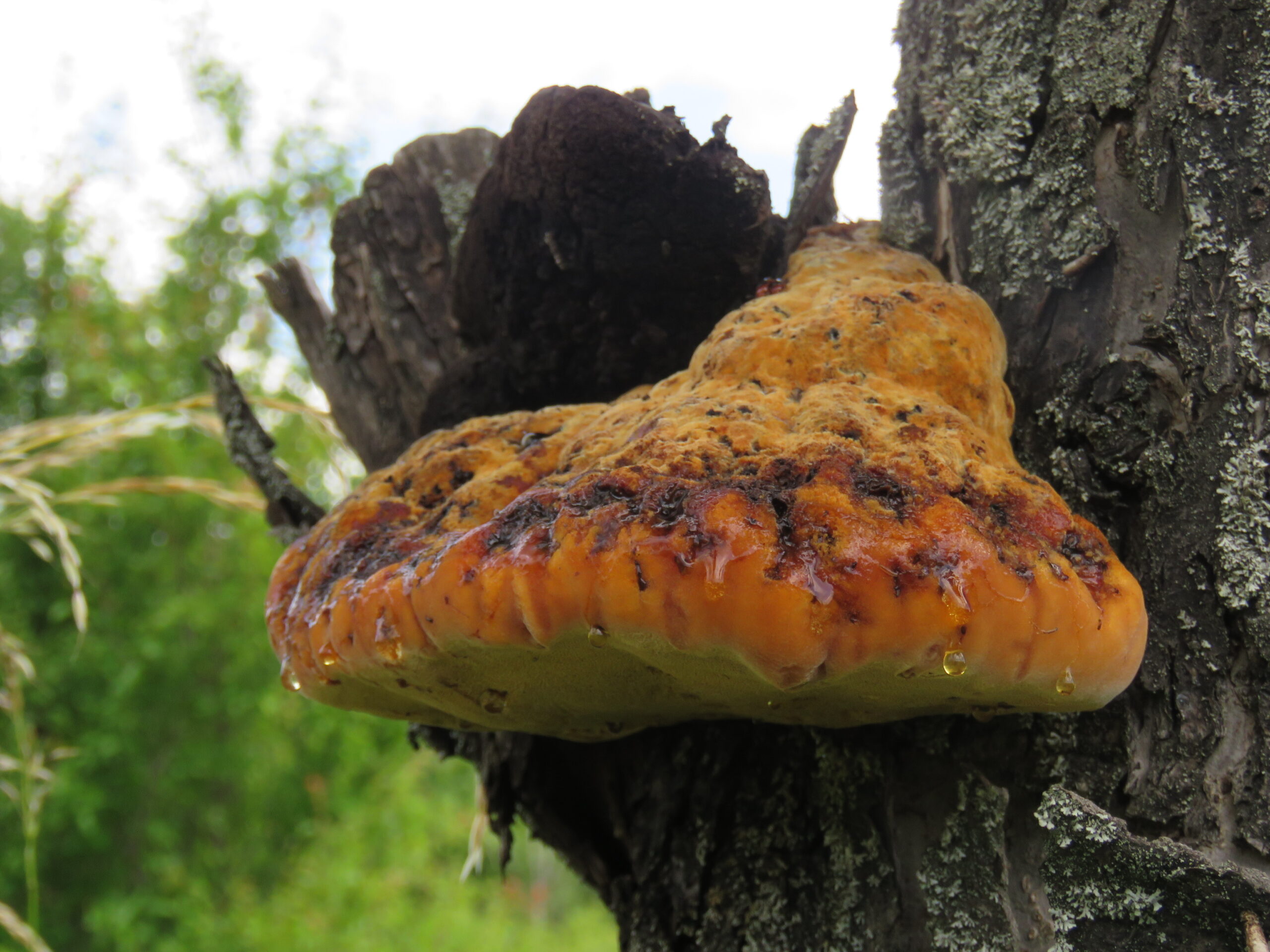 rezavec dubový (Inonotus dryadeus)