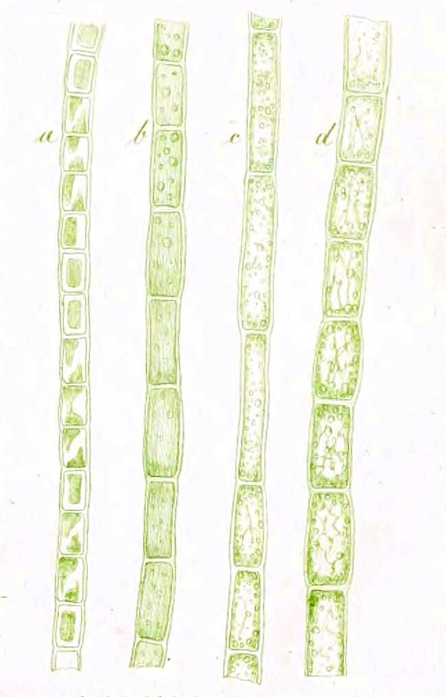 Rhizoclonium hieroglyphicum